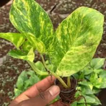 Natural Croton Plant